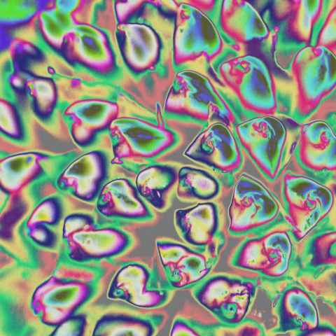 Liquido nematico · infoyo