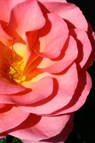 Rosa