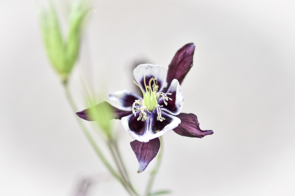 Violetta su sfondo bianco
