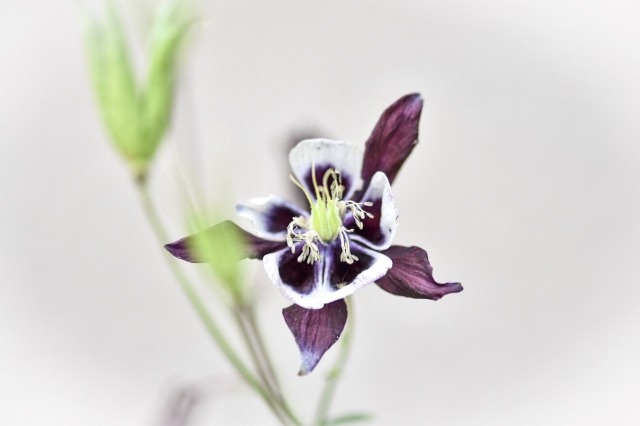 Violetta su sfondo bianco