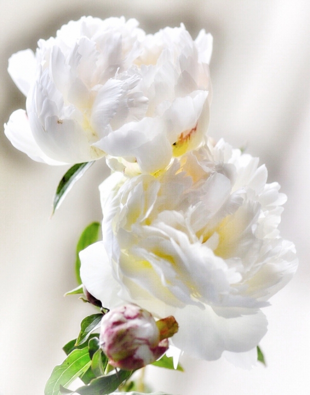 Peonie bianche