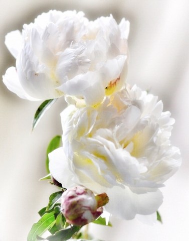 Peonie bianche · emanuela_colombo