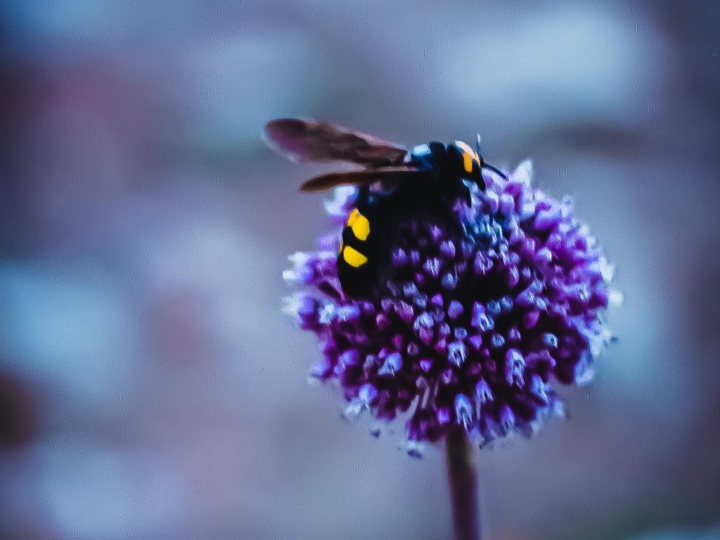 MACRO