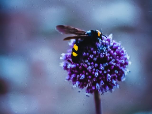 MACRO