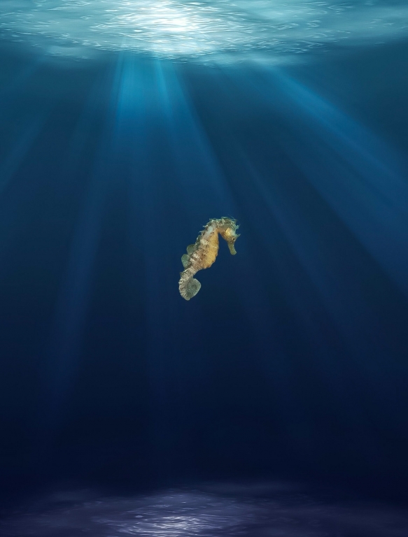 Cavalluccio di mare solitario