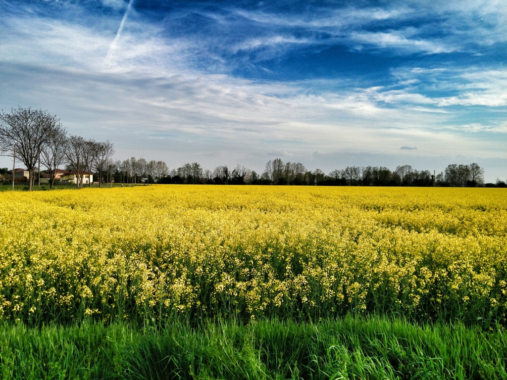 Yellow field