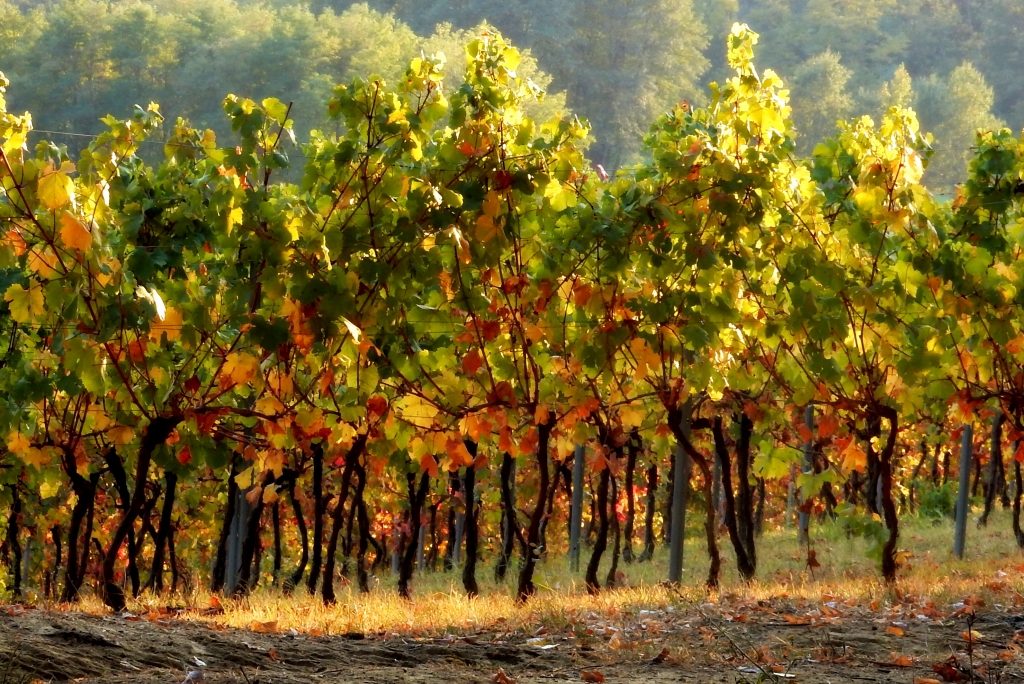 fine vendemmia in autunno