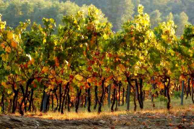 fine vendemmia in autunno