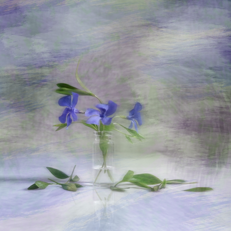 Periwinkle Fantasy