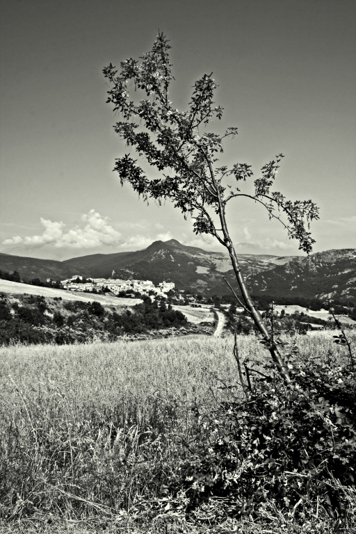 Borrello: paesaggio con albero