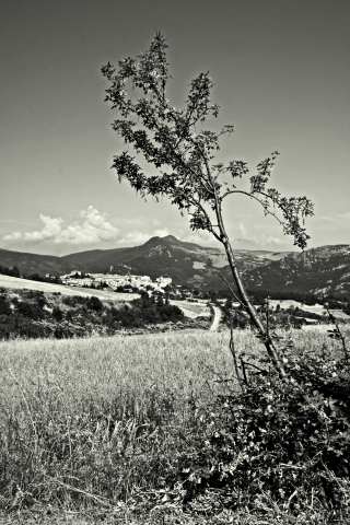 Borrello: paesaggio con albero