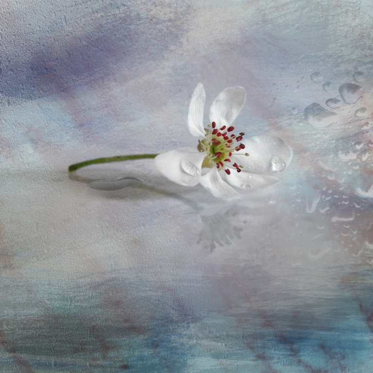Pear flower