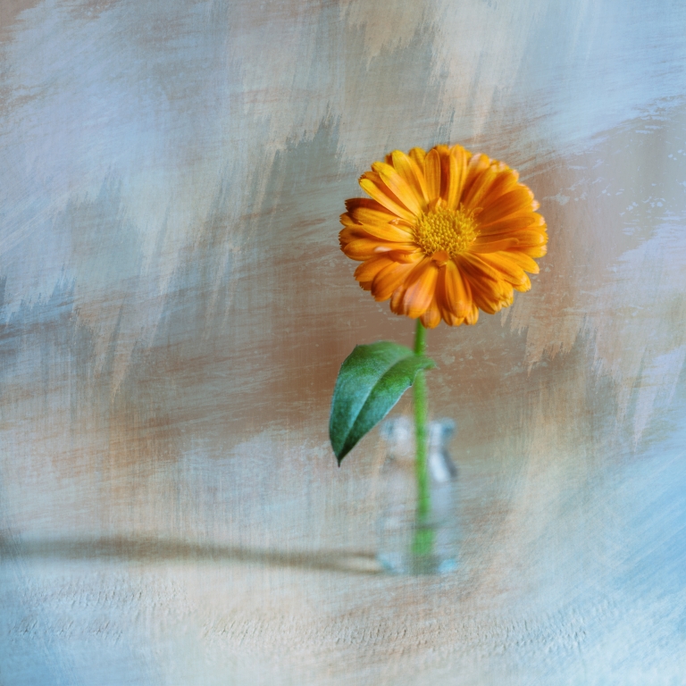 Orange flower