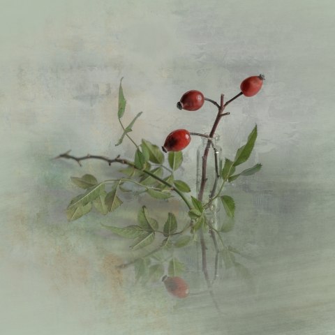 Dogrose with leaves in a vial