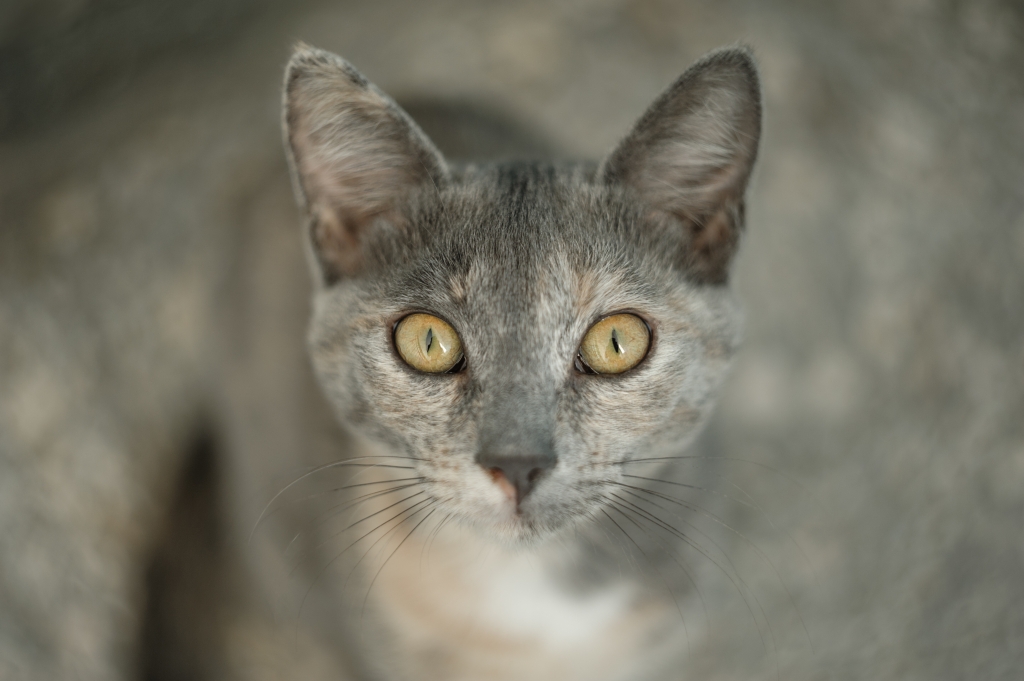 Portrait of an uninvited guest