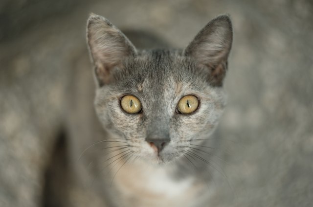 Portrait of an uninvited guest