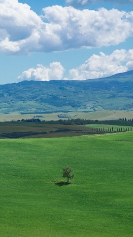 Lonely tree in the green hills of Chianti