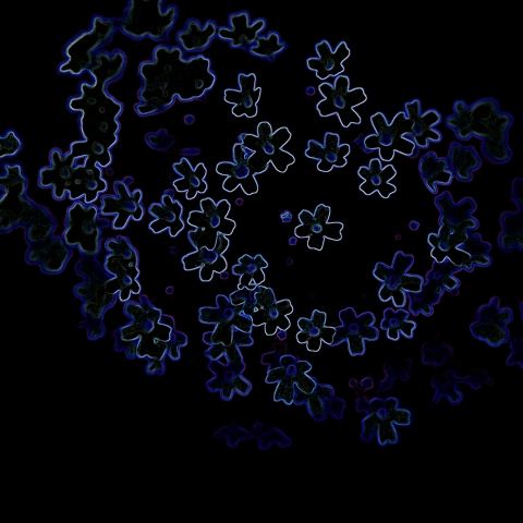 Fluorescenze