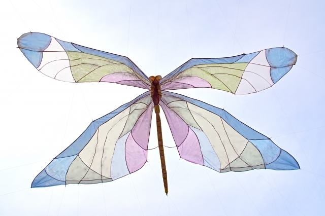 Libellula