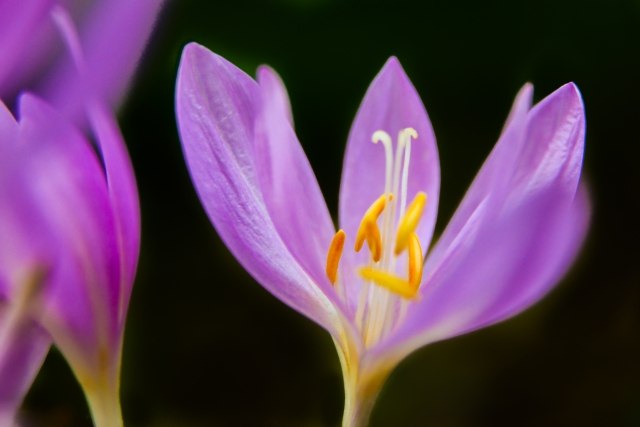 Colchicum in fiore