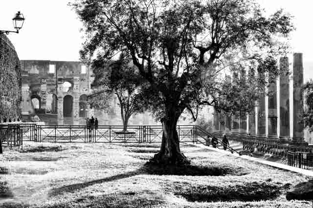 Temple of Venus and Colosseum, Rome