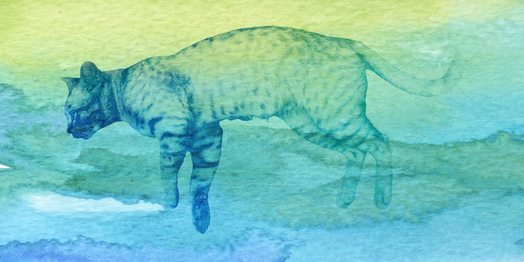 I colori del gatto