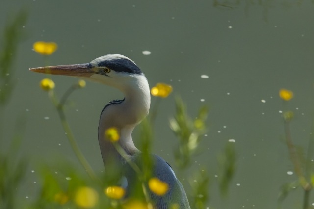 Airone tra i fiori