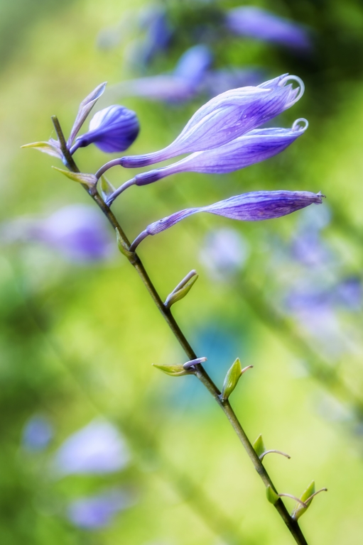 fiore viola su sfondo verde