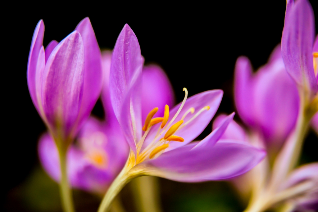 Colchicum appena fioriti