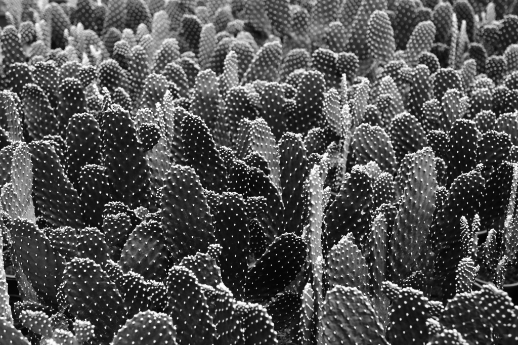 Un mare di cactus