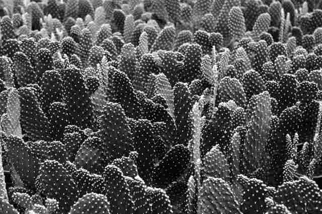 Un mare di cactus · eugeniacarossa