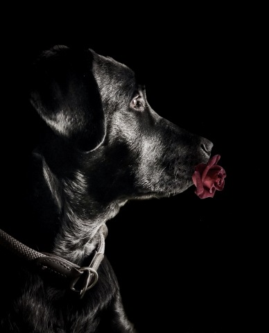 Il labrador galante