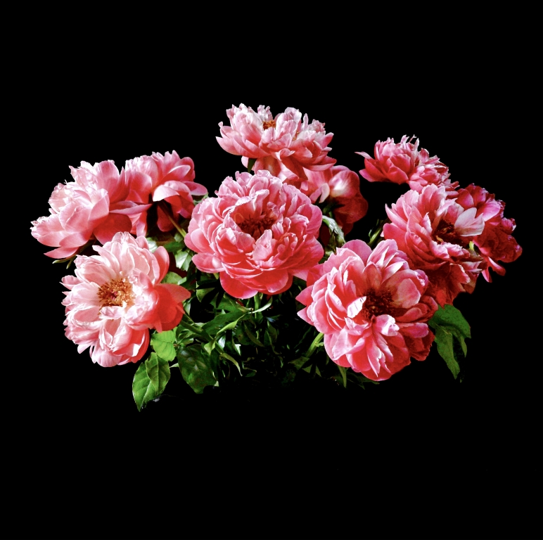 Le peonie