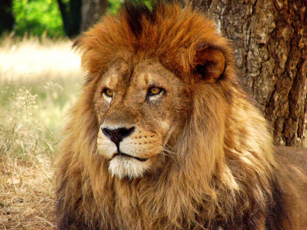 Il re Leone