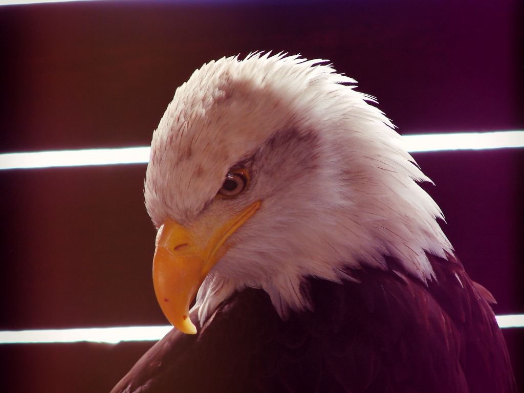 Aquila in posa
