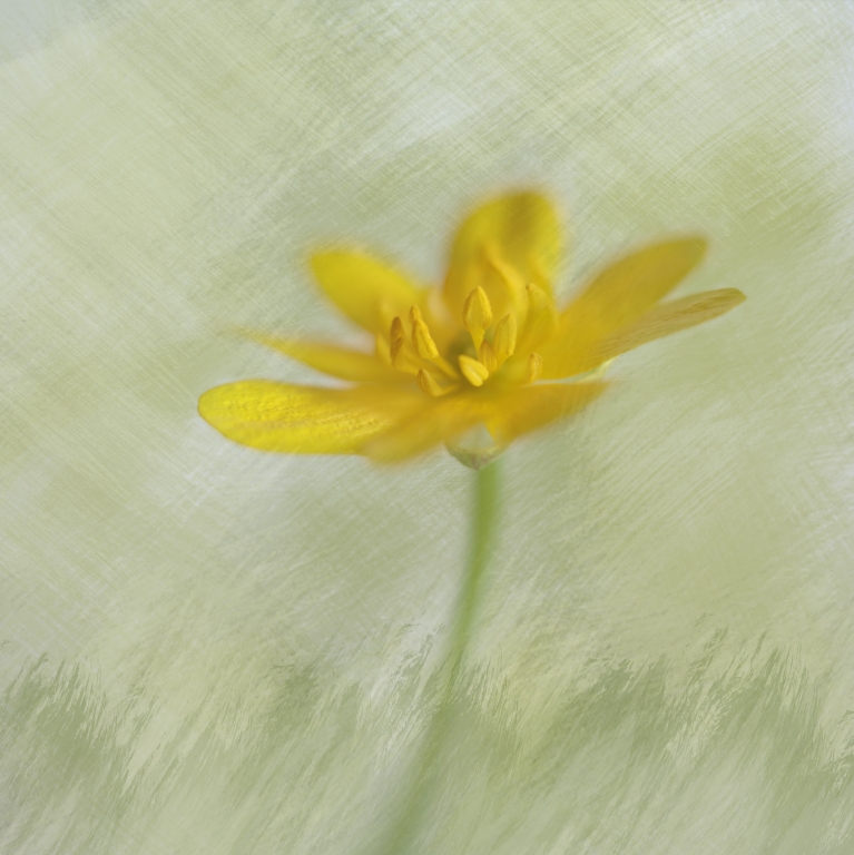 In yellow-green tones