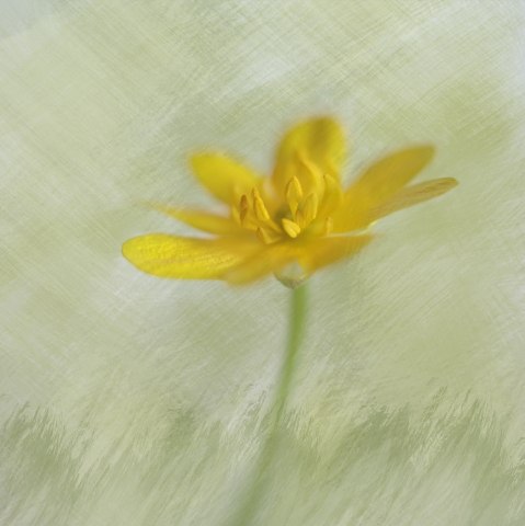 In yellow-green tones