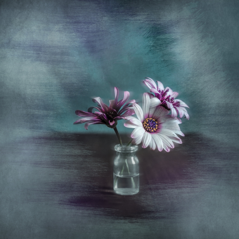 November daisies