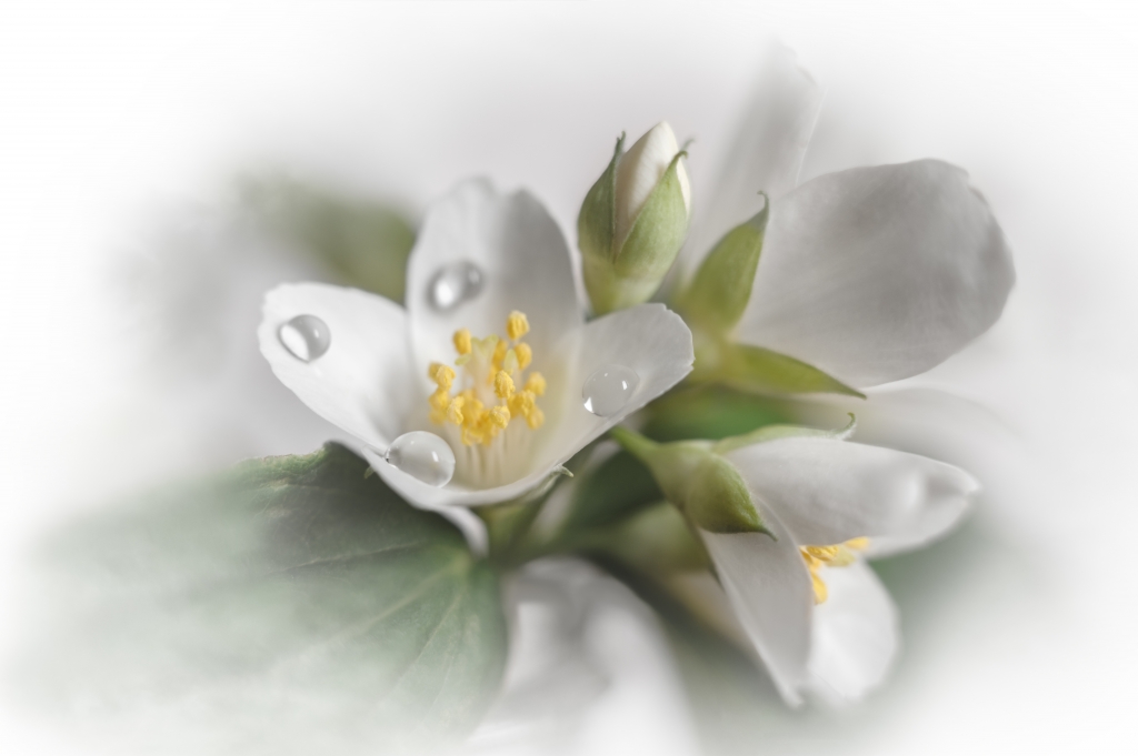 Jasmine flowers