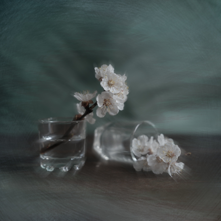 Apricot flowers in a glass