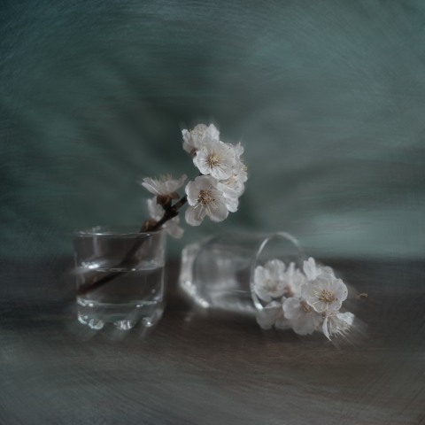 Apricot flowers in a glass