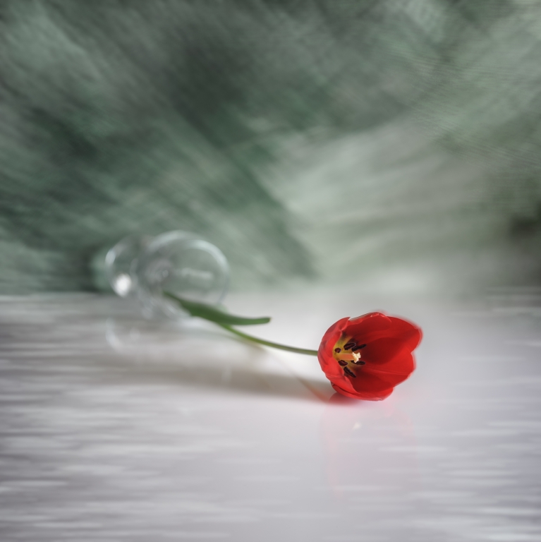One tulip