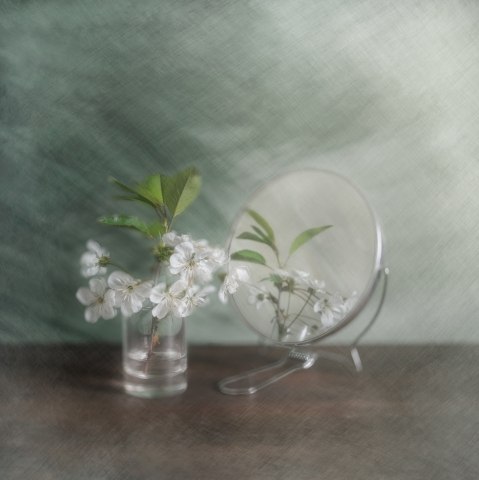 Cherry flowers
