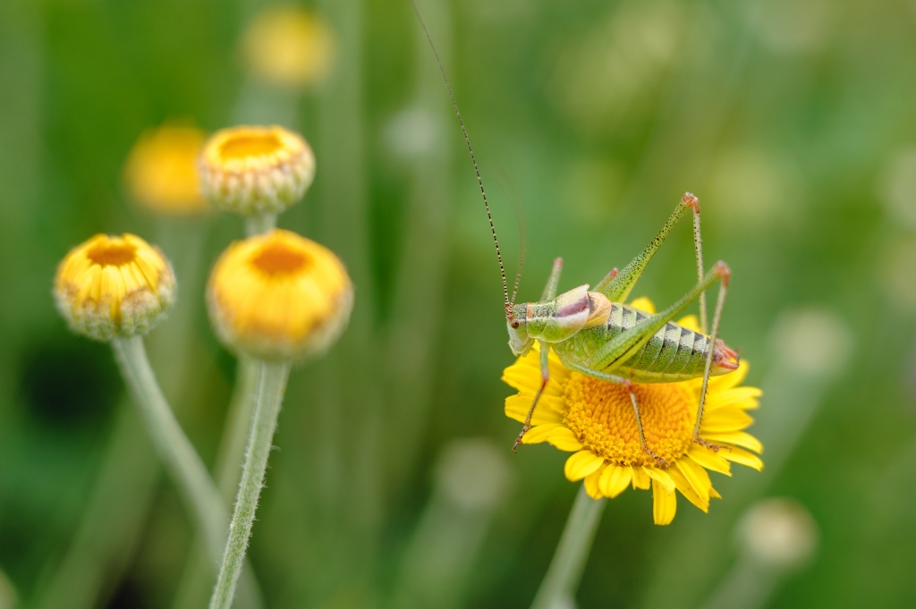 Grasshopper