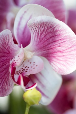 orchidea rosa