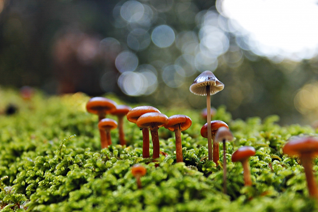 La natura in macro