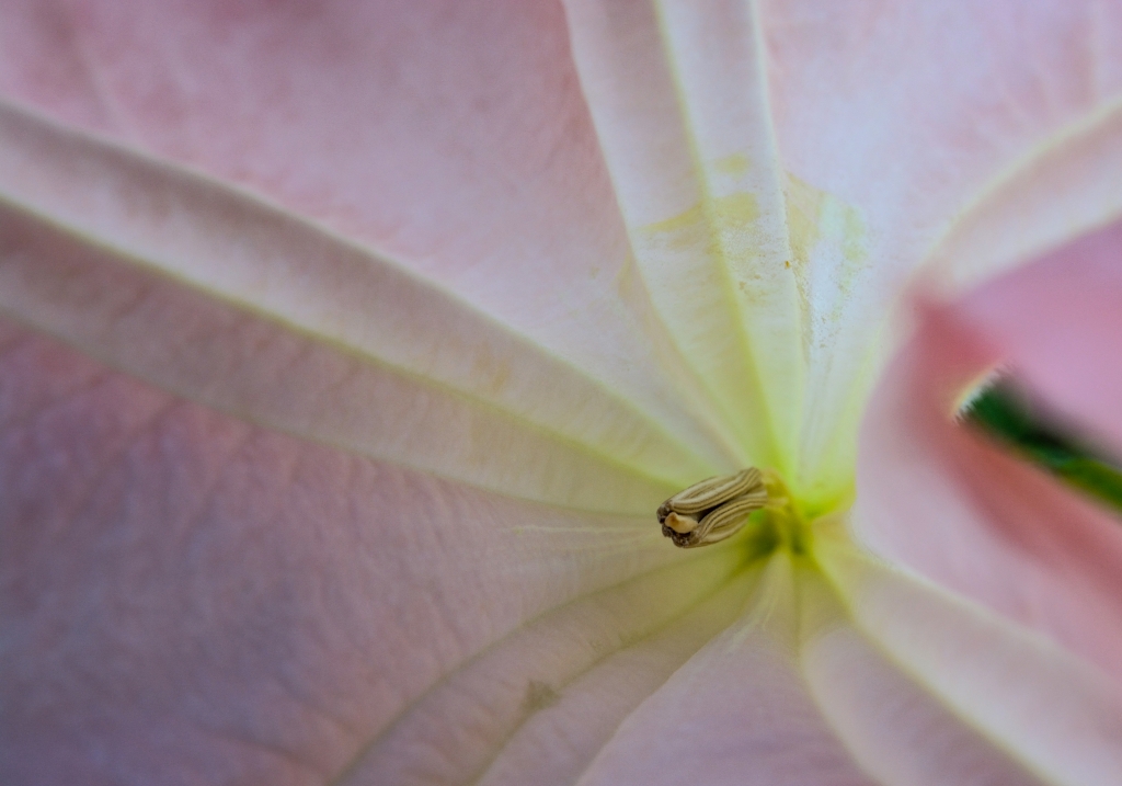 Macro