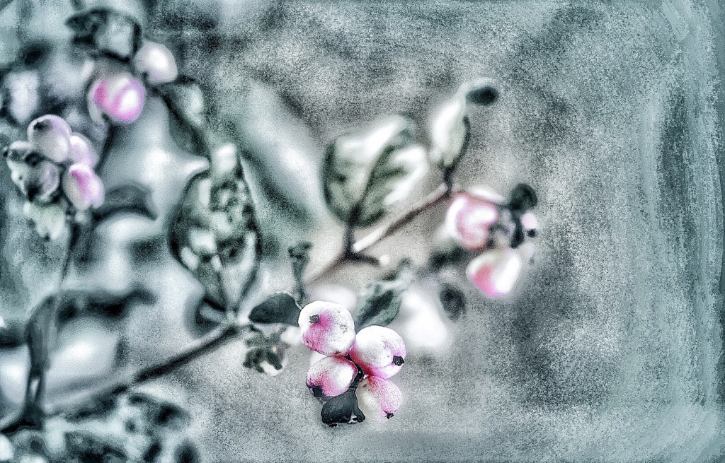 Bacche rosa