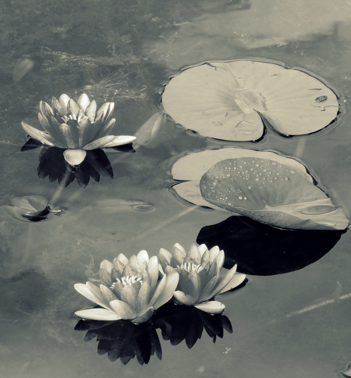 silence zen garden