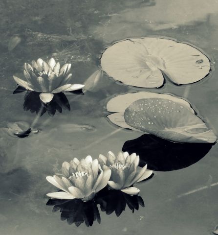 silence zen garden · graziellataibi